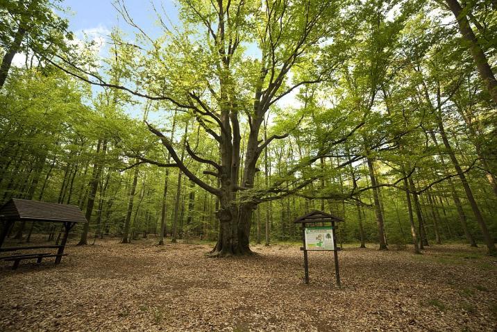 Buk - pomnik przyrody w lesnictwie Wanda