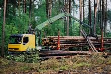 Decyzja w sprawie sprzedaży drewna.