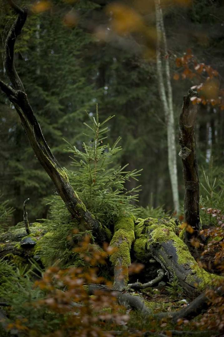 Zdjęcie&#x20;przedstawia&#x20;świerka&#x20;rosnącego&#x20;pod&#x20;okapem&#x20;drzewostanu&#x2e;&#x20;Fot&#x2e;&#x20;Robert&#x20;Antosz