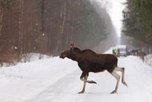 Co zrobić gdy spotkasz ranne leśne zwierzę?