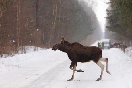 Co zrobić gdy spotkasz ranne leśne zwierzę?